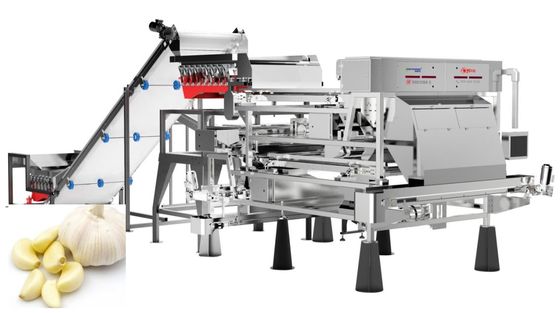 qualità  Precise Removal Garlic Color Sorter Processing Equipment Belt Type 1.0-1.5 t/h fabbrica